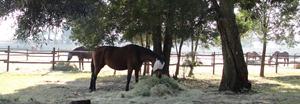 StarlightStables